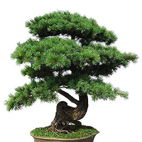 Juniper Seeds for Yard Gardening Plant,100Pcs Juniper Seeds Garden Potted Tree Purify Air Home Office Decor Bonsai - Juniper Seeds by ZHOUBA