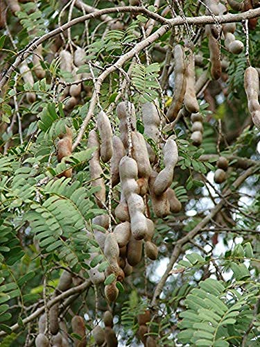 Golden Hills Farm Live Plant Tamarind Imli Home Garden Plant 1 Healthy Fruit Live Plant (B093QJLYPT) Amazon Price History, Amazon Price Tracker