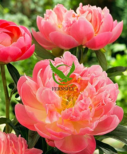 FERNSFLY IMP. Peonies/Peony Excellent Quality Flower Bulbs for Attractive Aromatic Flowers Home Gardening Perennial Plants All Season Flower Bulbs pack of (1, Pink Hawaiian Coral) (B08LZJMW3Q) Amazon Price History, Amazon Price Tracker