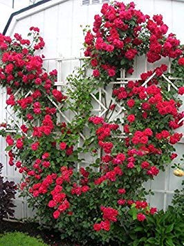 Red Climbing Rose Bush