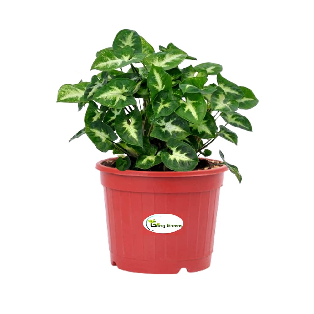 Good Luck Air Purifying Syngonium Mini Pixie Plant with Terracotta Plastic Pot-image-8
