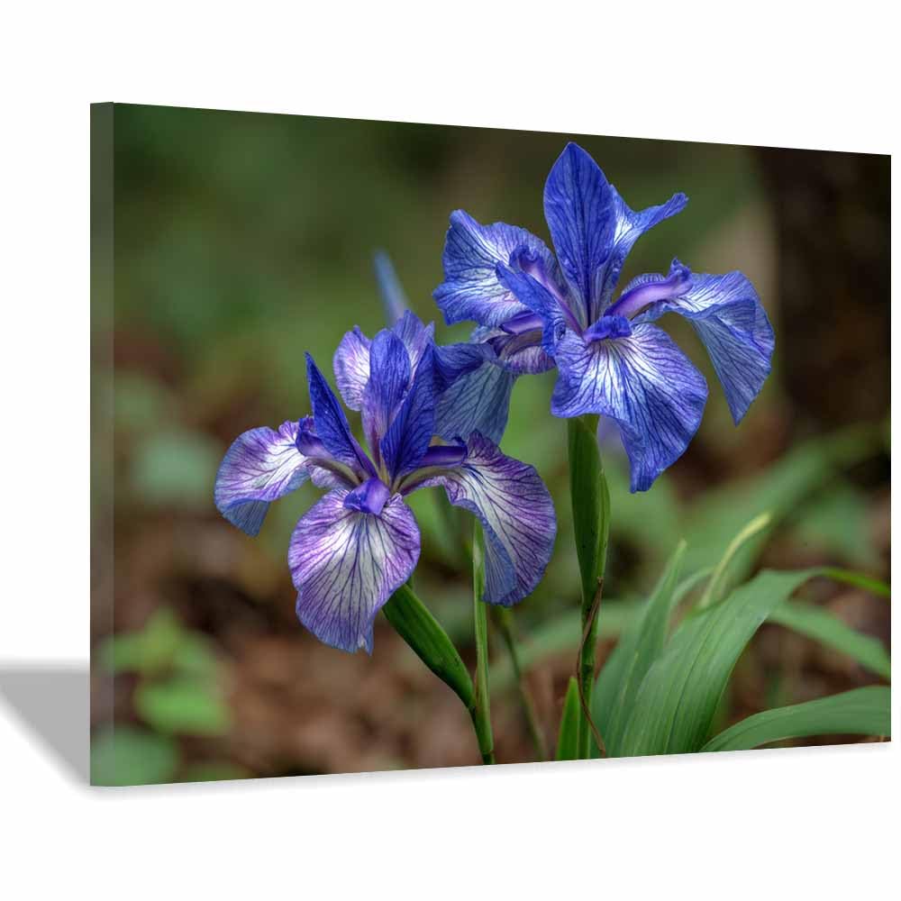 ZAMAEIU Nature Landscape Canvas Wall Art Double-petalled blossomss posters picture, Modern Wall Decor, for Bedroom, Office, Living Room, Corridor, classroom(blue)-30x50cm Framed