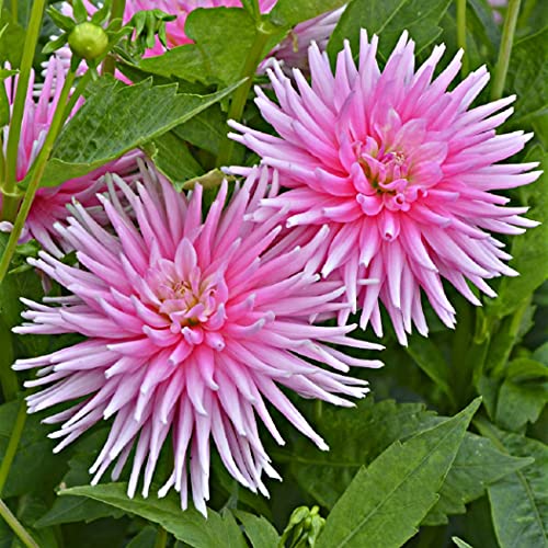 1x Dahlia Cactus Tubers – Summer Flowering – Superb Cut Flowers – Perennials – Plant Now for Your Beautiful Garden (Park Princess)