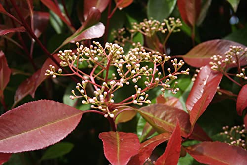 Red Tip Photinia Plants Live Plant Outdoor Plants, Live Plants in Planters for Outdoor Garden Decor, Red Plant Flowering Shrubs Privacy Trees, Live Potted Plants Live Trees Hedge by Plants for Pets Red Tip Photinia Plants Live Plant Outdoor Plants, Live Plants in Planters for Outdoor Garden Decor, Red Plant Flowering Shrubs Privacy Trees, Live Potted Plants Live Trees Hedge by Plants for Pets