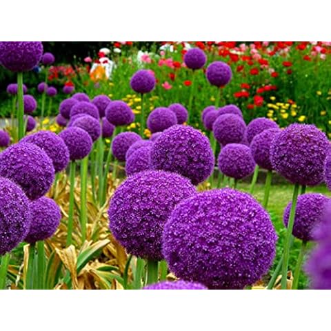 Allium Globemaster Flowering Bulbs for Gardens Cover