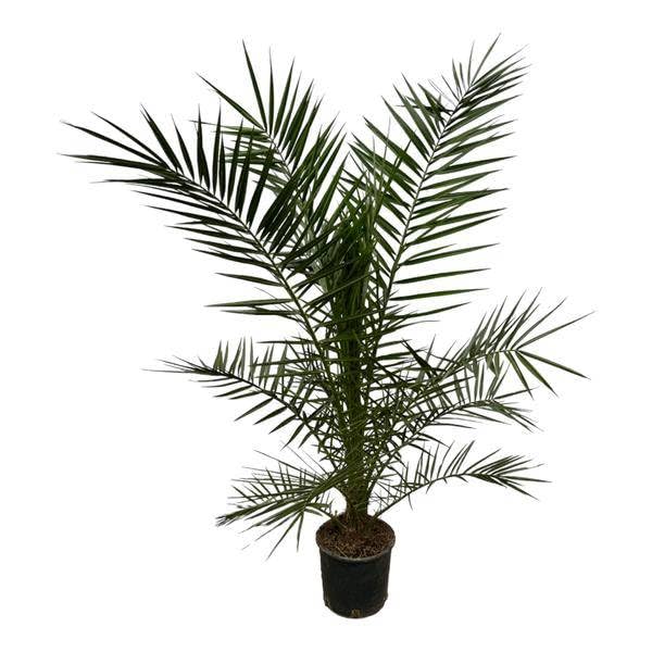 Phönix Canariensis - Palma da dattero canarino - Pianta d'appartamento - 160 cm - Ø 22 cm