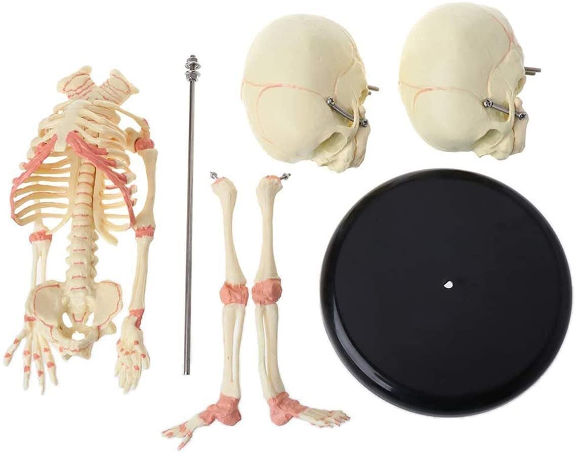 Model anatomiczny ludzkiego szkieletu z podwójną głową - anatomiczny model czaszki z PVC do wyświetlania, nauczania i uczenia się