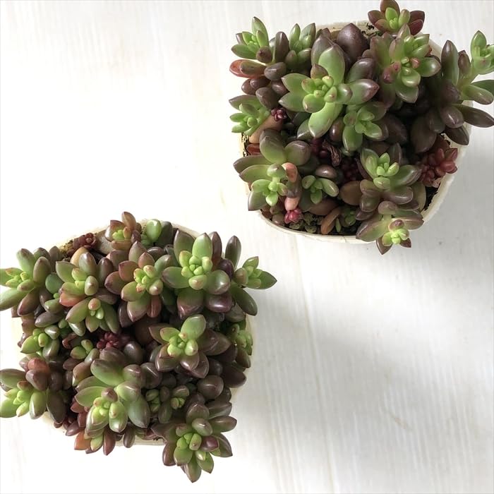 Amazon｜多肉植物 sbグラプトペタルム ばらまきトップアンドスター