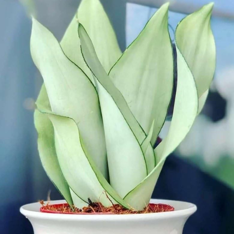 Image of Moonshine Snake Plant - Live Dracaena Moonshine | Air Purifier, Drought Tolerant | Elegant Silver Foliage for Indoor & Outdoor Spaces