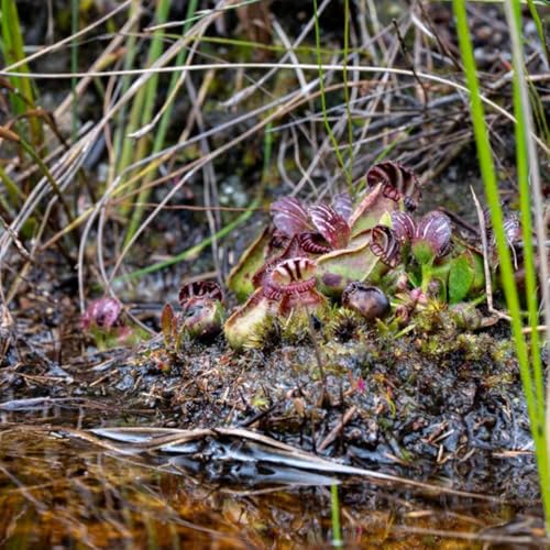 semillas de Cephalotus follicularis - verdes Carnívoro Jardín exótico en miniatura de interior fáciles cuidar interior en productos sostenibles oficina 100pcs