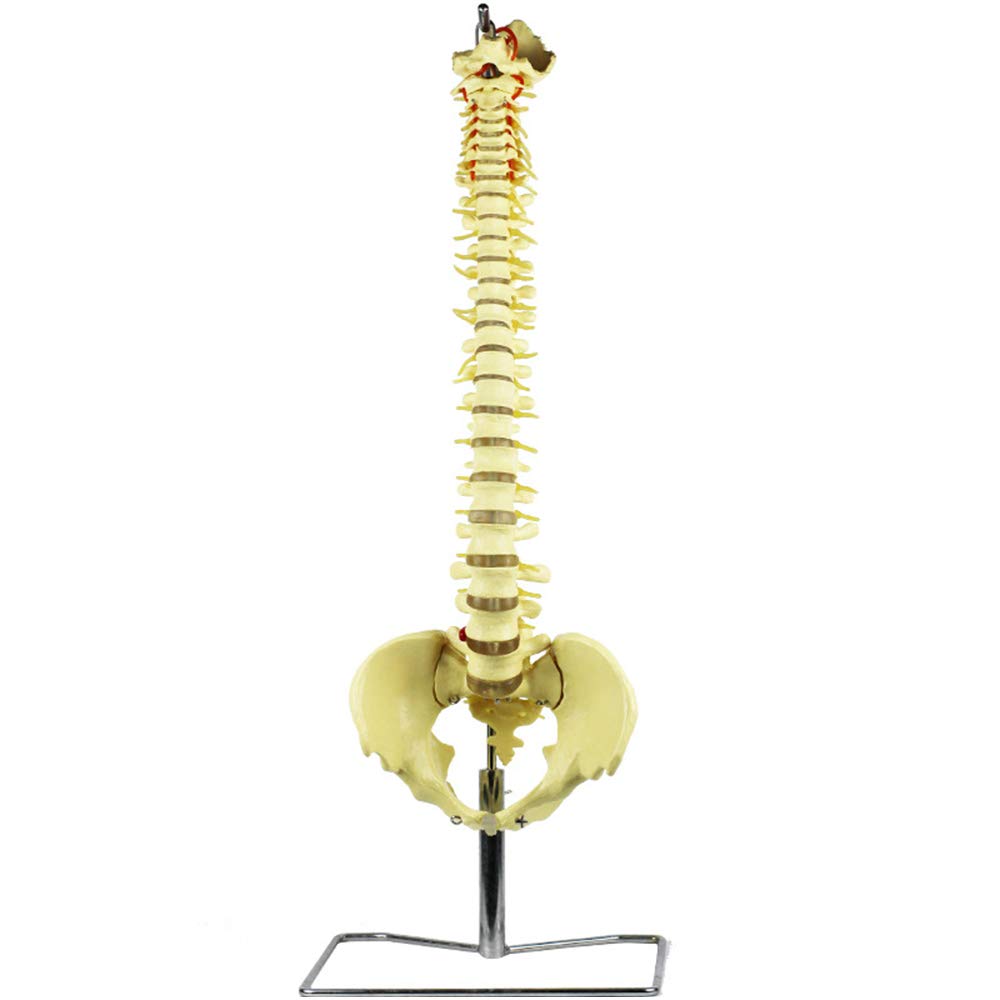 Sjdopulse A Vertebral Column Model - Human Spine Model - Life Size Nerve Spine Human Spine Natomical Model - Medical Skeleton Teaching With Detachable Pelvis - For Teaching Study (A)