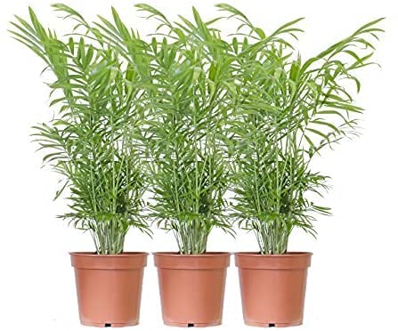 Trio de Chamaedorea Elegans Tres Palmeras de Interior Naturales Camadorea o Palmera de Salón
