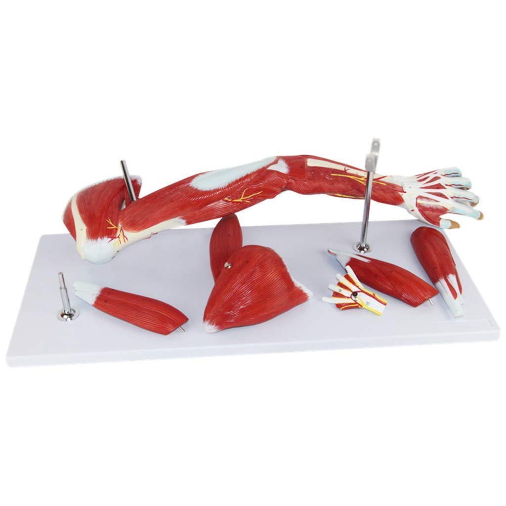 Anatomiczny Model Ciała, Model Szkieletowy, Modele Nauki Ludzkiej, Model Mięśni Górnego, Modelu Nerwu Naczyniowego, Ramię, Materiał PCV, Medyczne Pomoce Dydaktyczne Dla Medycznych