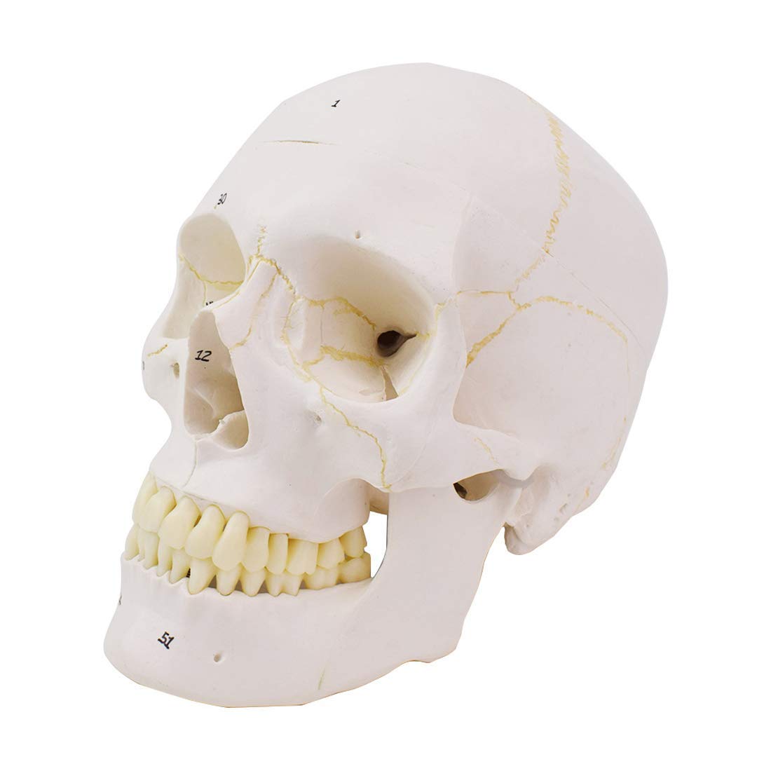 Model skóry, ludzka czaszka, model anatomiczny, naturalnej wielkości czaszka, logo cyfrowe, zdejmowane, edukacja medyczna, materiały edukacyjne
