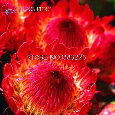 Amazon.com : New Fresh 30pcs Orange Protea Flower Seeds