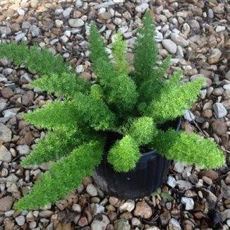 myBageecha - Asparagus Meyer 'Foxtail Fern' Indoor Outdoor with Pot-image-18