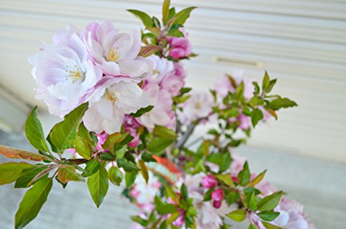 ハナカイドウの花が咲かない原因は 剪定方法と時期 お庭ブログ