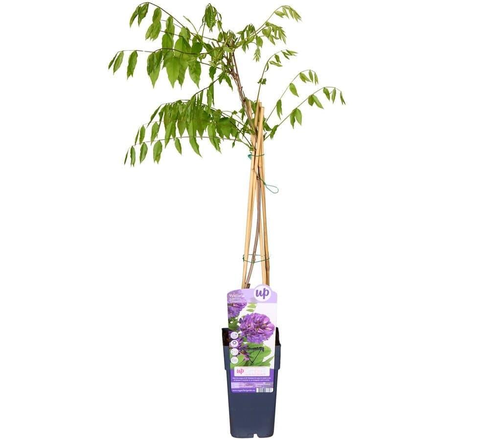 Garden Center Shop | Plantas Trepadoras Naturales | Bignonia, Wisteria, Jazmín Estrella, Madreselva, Passiflora, Hiedra (Wisteria Longwood Purple)
