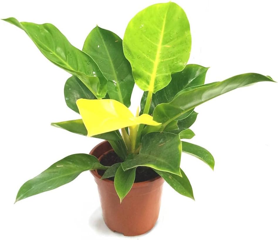 Philodendron Moonlight - Live Plant in a 4 Inch Growers Pot - Philodendron 'Moonlight' - Extremely Rare Indoor Air Purifying Houseplant