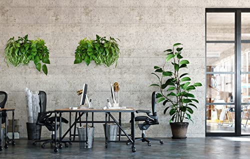 Living Walls Direct Wall Planter | Bustani 2x4 Vertical Garden | 8 Pot Living Wall Planter - Easy to Create Indoor Living Wall for Home/Office | Great Decor for Patios & Entryways | Made of Plastic - Image 6