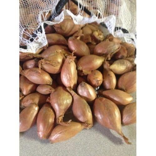 Shallots the Gourmet Onion 12 oz