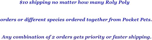 Miniatura 7 de HippoPolyus vivos (insectos vivos) Para llevar en el bolsillo como mascota (en una caja apta)