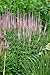 Produktbild Veronicastrum virginicum 'Roseum' - Ehrenpreis, Rosa Blütensäulen, Bienenfreundlich, Winterhart, P0,5 Staude