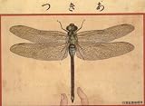 New York Map Company Dragonfly 1908 Japanese Print Japanese Wall Art Home Decor Reproduction