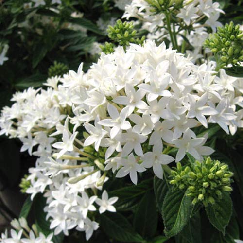 Plants Point Pentas White Live Plant (1 Plant) (B07J558QTL) Amazon Price History, Amazon Price Tracker