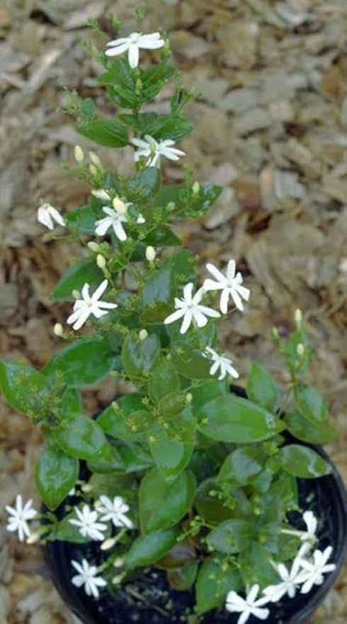 Image of Live Indoor Outdoor Flower Jasmine Plant Juhi Flower Plant Plastic Pot Pack Of 1 (JUHI FLOWER PLANT)