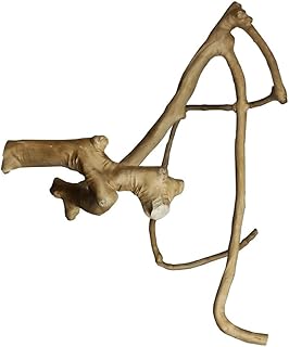 A&E Cage Co. Java Wood Multi Branch Perch - Large - 26 in. x 2.4 in.