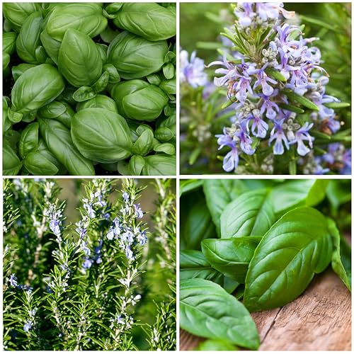 Seed Needs Rosemary Seeds & Basil Seeds for Planting Italian Herbs - Non-GMO Heirloom & Untreated Herb Seed to Plant an Indoor/Outdoor Culinary Medicinal Garden (Collection of 2 Packets) - Image 5