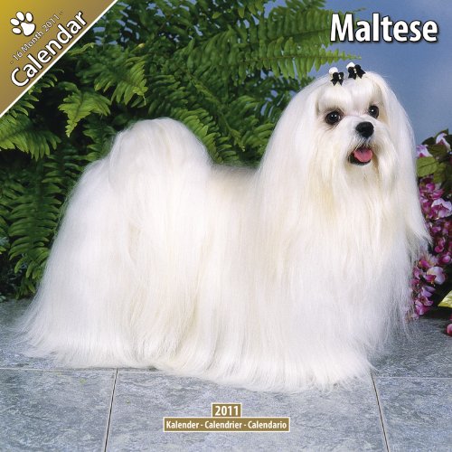 Maltese 2011 Wall Calendar #10052-11