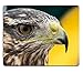 Produktbild (Mausmatte) Mousepad Gaming Mousepad Hawk Adler Falken Turmfalke in Trasmoz Zaragoza Aragon Spanien Naturkautschuk Material PN00X9714 220X180X3mm