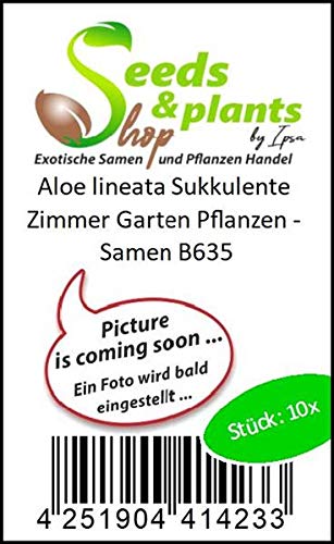 Pz - 10x Aloe Lineata Succulente Camera Garten Piante - Semi B635 - Seeds Plants Shop Samenbank Pfullingen Patrik Ipsa - Image 5