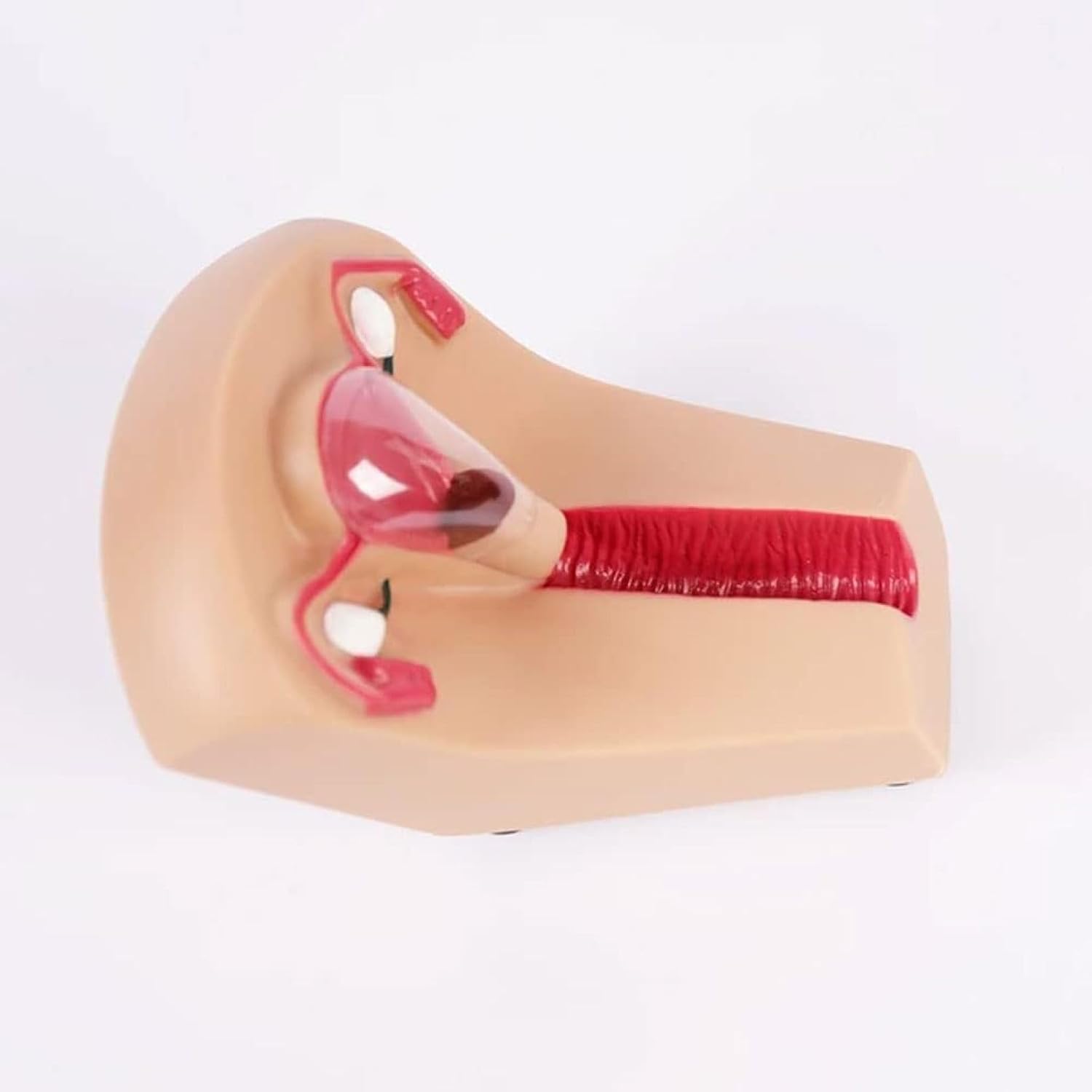 Modello di Guida alla contraccezione, Modello di Formazione e contraccezione intrauterina Femminile, Modello di Formazione Pratica per Studenti Infermieri