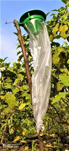 Image of Funnel Insect Trap (Pack of 20)