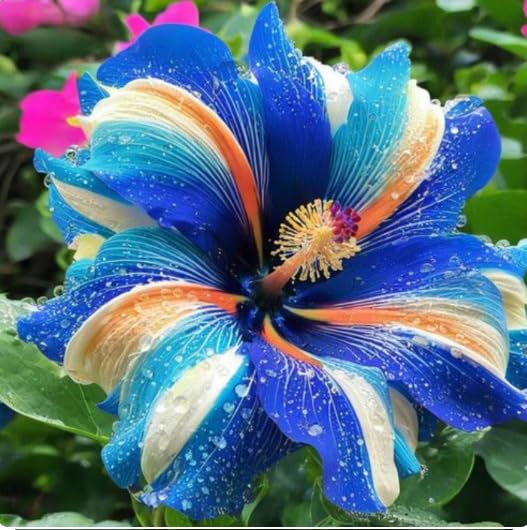 Four-Season Ornamental Hibiscus – High Survival Rate Rootstock – Versatile for Indoor and Garden Cultivation/that Grow Fast/Golden Jade Carving-1 Root-C — image 1