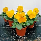 POWERS TO FLOWERS