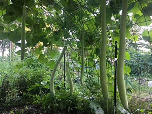 Cucuzzi (Italian Edible) Gourd Seed, Much Like Summer Squash (100, Seeds)