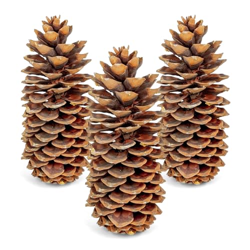 GS Foliage Large Pine Cones for Crafts 912 Inch Real Natural Sugar Pinecones Set of 3 Large Decorative Pine Cones for Vase Filler Holiday Dcor Rustic Table Centerpieces DIY Wreaths Natural