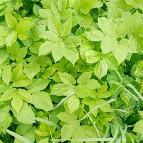 Gout weed plant