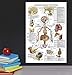 Laminated Endocrine System Anatomical Chart - Endocrine Anatomy Poster (18