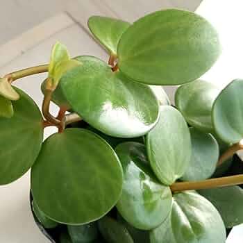 観葉植物 ぺぺロミア ホープ♡ 51kiWaqEOIL._AC_UF350,