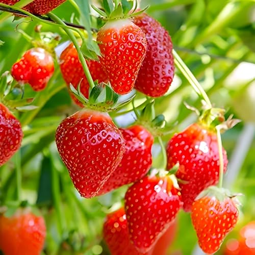 RISHIKA PLANT HOUSE - Very Sweet Hybrid Red Straberry Live Healthy Plant For Home Garden & Roof Top Garden Pack Of 2(Blooming in this Year).