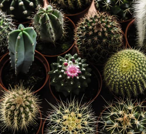 Set of 5 Cactus in 5.5cm Pot