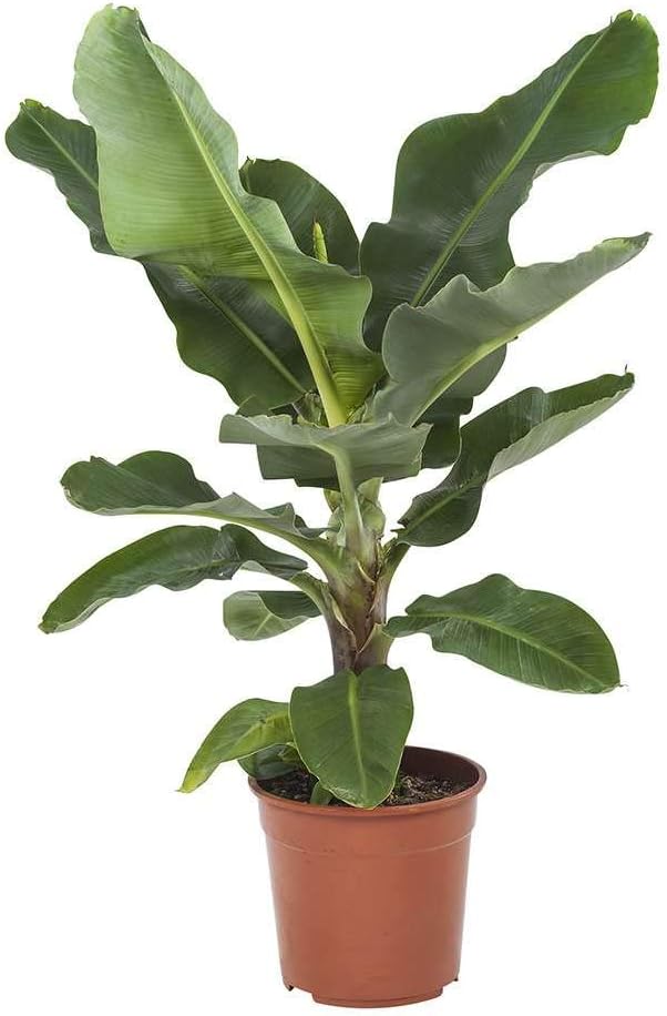Choice of Green - Musa Dwarf Cavendish - Banana Plant - Live Indoor Plant in Growers Pot Diameter 27 cm - Height 80 cm - Quality from Holland - Fresh from The Grower