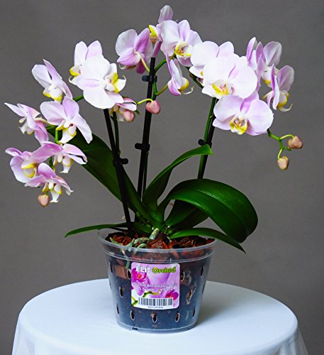 Orchideeënpotten met gaten Cymbidium Phalaenopsis Orchidee Pot Indoor Clear Plastic Vanda Plantenpotten Set (5,5 inch… - Afbeelding 6