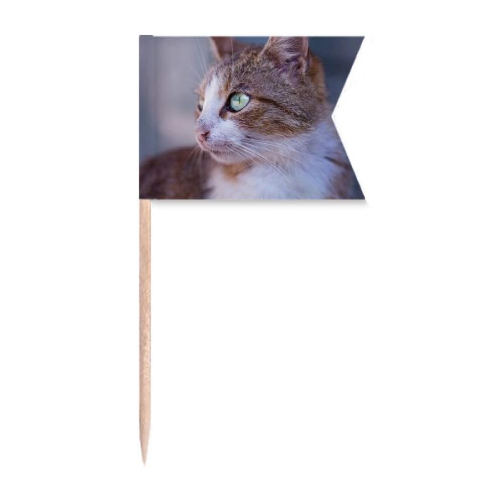 Cure-dents chat marron motif animal sauvage une idee cadeau pour amoureux de chats
