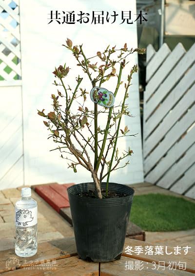 ブルーベリー苗 5号ポット7本セット 【公式通販】